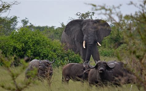 7 Days Serengeti & Uganda Wildlife safari - Serengeti National Park