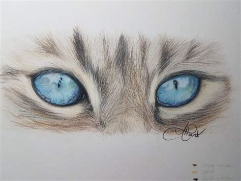 Cat eyes in colored pencils | Art Amino