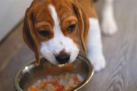 Beagle Puppy Feeding Schedule by Age - Beagle Care