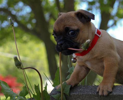 Pug & Chihuahua Chug | Chihuahua mix puppies, Chihuahua pug mix, Pug mixed breeds