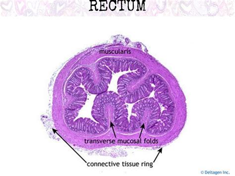 A Histology Tour of the GI Tract- The Colon, Rectum and Anus