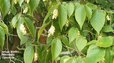 Ironwood Tree: Facts, Leaves, Flowers, Bark (Pictures) - Identification ...