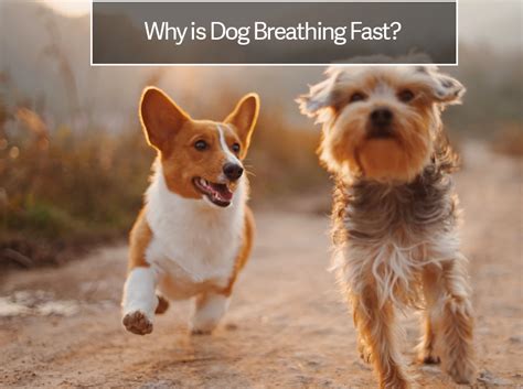 Is Your Dog Breathing Fast? or Has Rapid Breathing in Dogs?