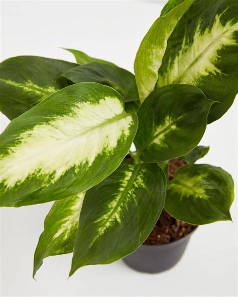 Dieffenbachia Camille | Medium Size | Tropical– Lively Root