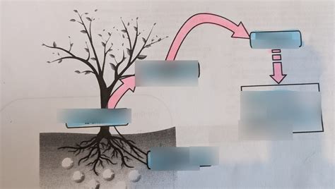 GCSE Chemistry - Metals and reactivity series - phytomining Diagram ...