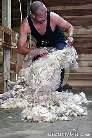 Sheep Shearing,New Zealand Editorial Photo - Image: 19572666