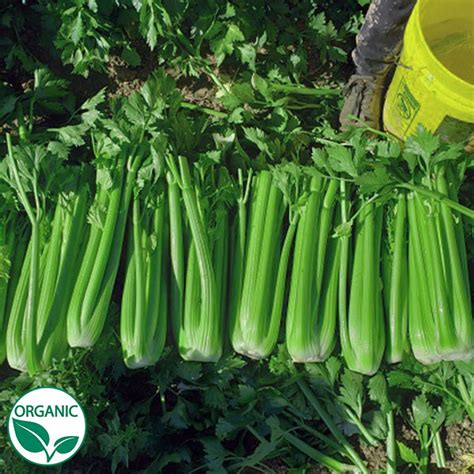 Merengo F1 Organic, NOP-Compliant Pellet, Celery Seeds | Osborne Seeds