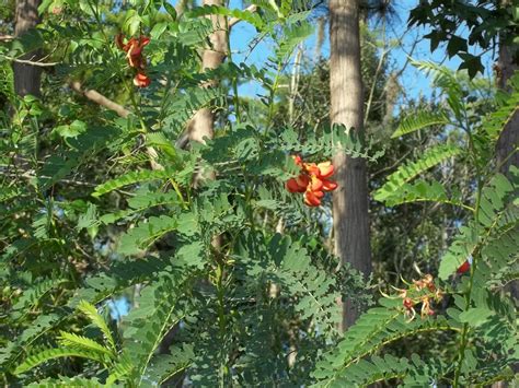 Amazon.com : Rare Red Orange Mimosa Tree Bloom 25 Seeds Plant : Patio ...