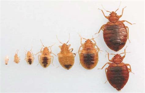 What Are Bed Bug Casings Or Shells? | Bed Bug Authority