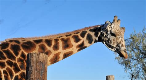 Giraffe Neck And Head Free Stock Photo - Public Domain Pictures