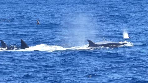 Killer Whales hunting a 15 metre Blue Whale - Part 2 - YouTube