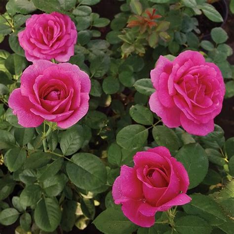 13 Types of Roses in India | Best Rose Varieties • India Gardening