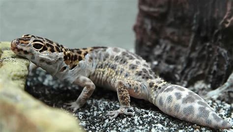 Leopard Gecko Shedding 101: Symptoms, Problems & Behavior - More Reptiles