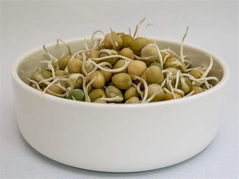 Pea Sprouts – Forages