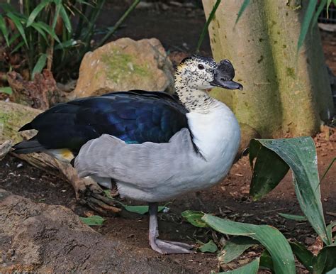 Pictures and information on African Comb Duck