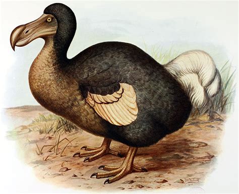 Dodo Bird History, Pictures, Extinction - Yenra