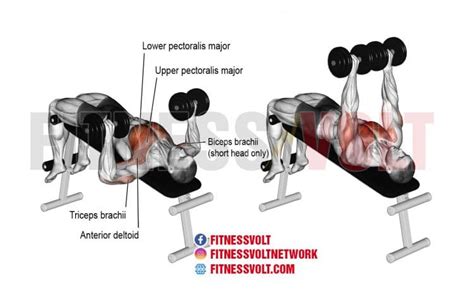 Dumbbell Lower Chest Workout