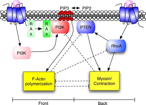 Proposed Pathway for Neutrophil Chemotaxis Chemoattractant-bound G ...