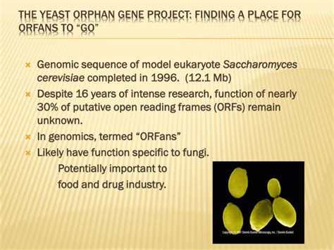 The Yeast Orphan Gene Project: Finding a Place for ORFans to