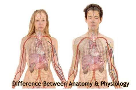 Difference Between Anatomy and Physiology - BioExplorer