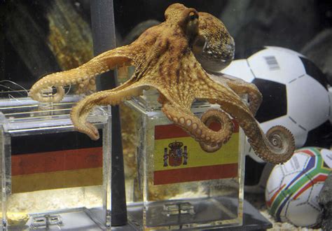 Paul The Octopus Predicts: Spain Over Germany : Show Me Your Cleats! - World Cup 2010 Blog : NPR