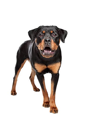 Rottweiler Standing Security White Background Vector, Standing, Security, White Background PNG ...