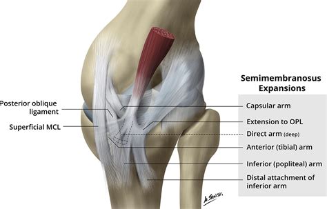 Posteromedial Corner of the Knee: The Neglected Corner | RadioGraphics