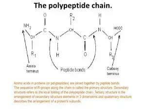 What is a Polypeptide Chain - Definition, Types (Bond) and Examples