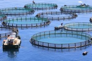 Aquaculture: Types, Benefits and Importance (Fish Farming) - Conserve Energy Future