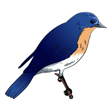 How to Draw an Eastern Bluebird - Really Easy Drawing Tutorial