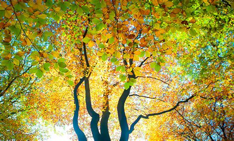 Illuminated Tree Canopy - Wall Art, Canvas Print