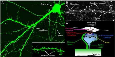 Dendritic Spine - Assignment Point