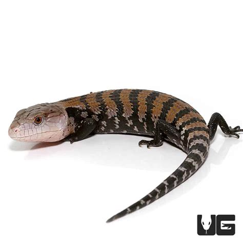 Baby Halmahera Blue Tongue Skinks (Tiliqua gigas) For Sale ...