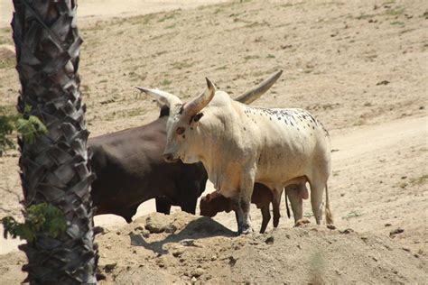 Watusi Cattle | Ankole-Watusi are a breed of cattle original… | Flickr