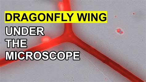 Dragonfly Wing under the Microscope - YouTube