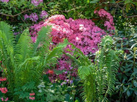 Gardening In The Shade - Choosing Border Plants For Shade