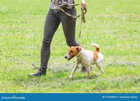 Woman with Dog on a Leash during a Walk_ Stock Image - Image of brown ...