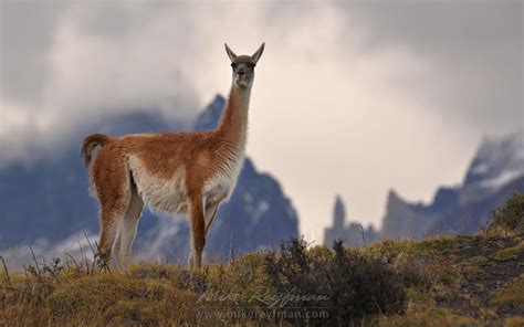 Guanaco (Lama guanicoe) standing on hill top. Torres del Paine National Park, Magallanes and ...