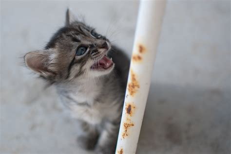 Angry baby cat | My mother's baby cats. | Daniel Antunes | Flickr