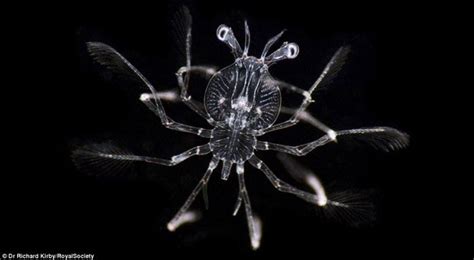 Unexpected beauty of plankton under a microscope