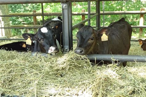 Alfalfa Hay For Cattle – Zuzu Agriculture