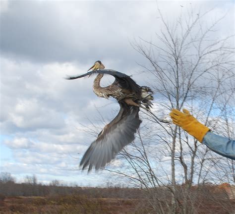 Rescue, Rehab and Release of a Great Blue Heron | IFW Blogs