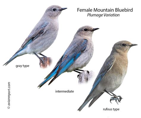 Mountain Bluebird Female: Plumage, ID Pictures, and Behavior