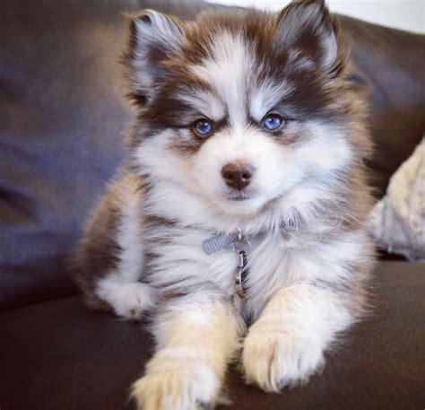 Pin on POMSKY PUPPIES