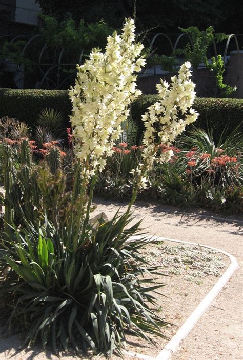 Yucca flaccida (Adam's Needle, Flaccid Leaf Yucca, Floppy Yucca, Weakleaf Yucca) | North ...