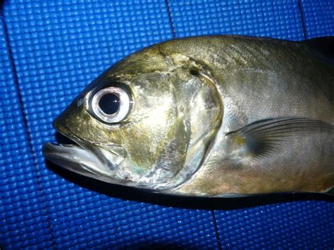 Fish Facts: Bigeye Trevally - Fishing World