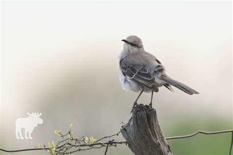 Mockingbird: Key Facts — Forest Wildlife