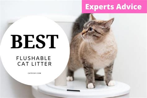 7 Best Flushable Cat Litters for Septic Systems 2023 - Catpicky