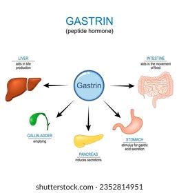 Gastrin Hormone Function Gastrointestinal Hormone That Stock Vector (Royalty Free) 2352814951 ...