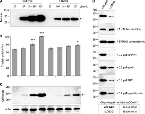 Secretion of the p.D22G activation peptide mutant from AR42J rat acinar... | Download Scientific ...